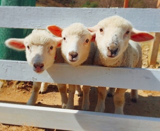 E003子羊が1匹、子羊が2匹、子羊が3匹♡.JPG